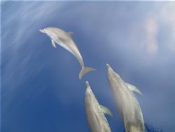 off our bow as we search for bonito and hopefully the wha... by Laurence Hegarty 